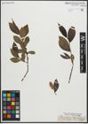 Foto von Salix pentandra L.